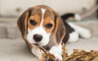 puppy digging in crate