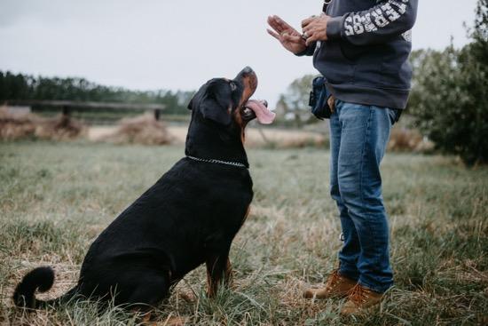 online service dog training