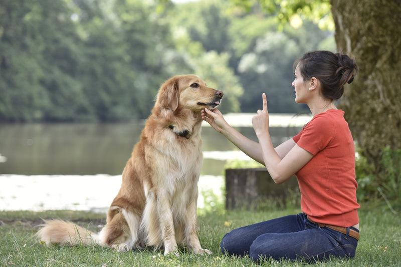 dog obedience training near me