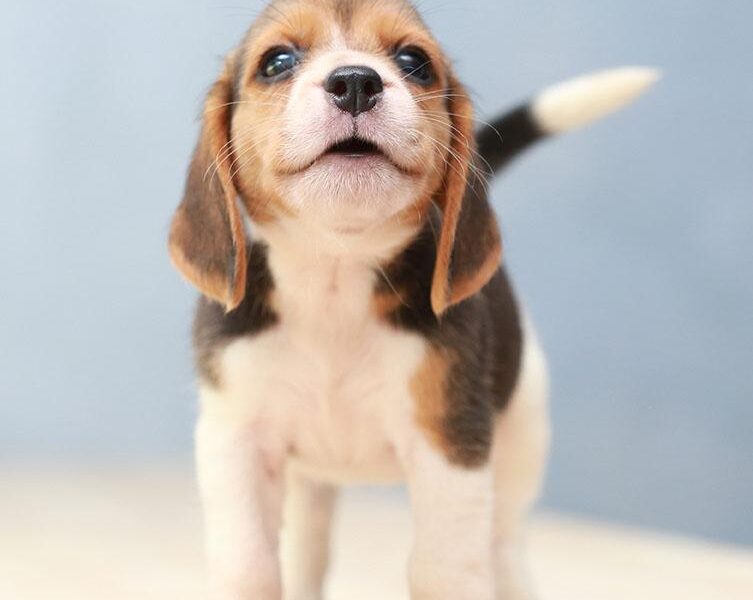 crate training your puppy