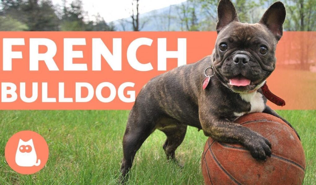 french bulldog training