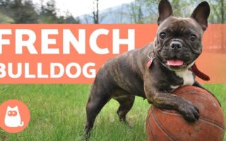 french bulldog training