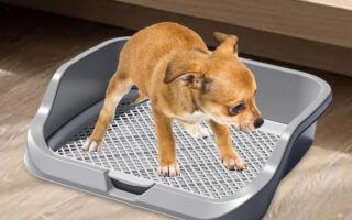 indoor dog toilet