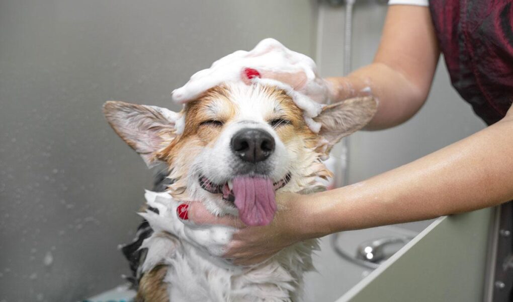 dog grooming courses online