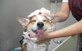 dog grooming courses online