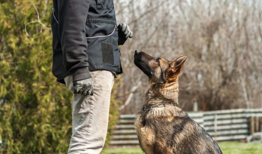 teaching a dog to heel