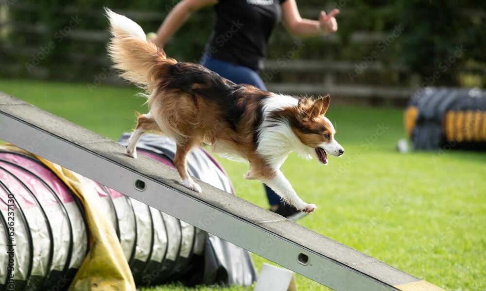 dog agility near me