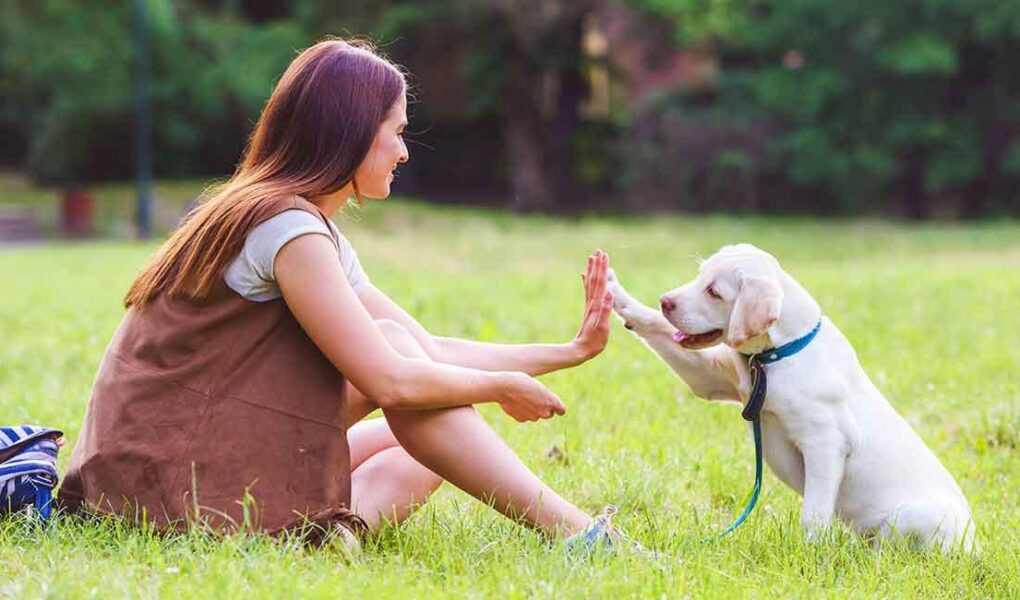 labrador training