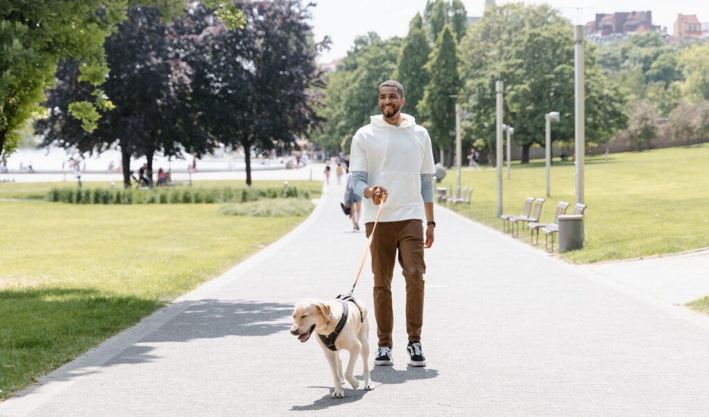 leash walking training