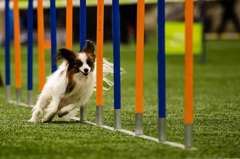 puppy agility training