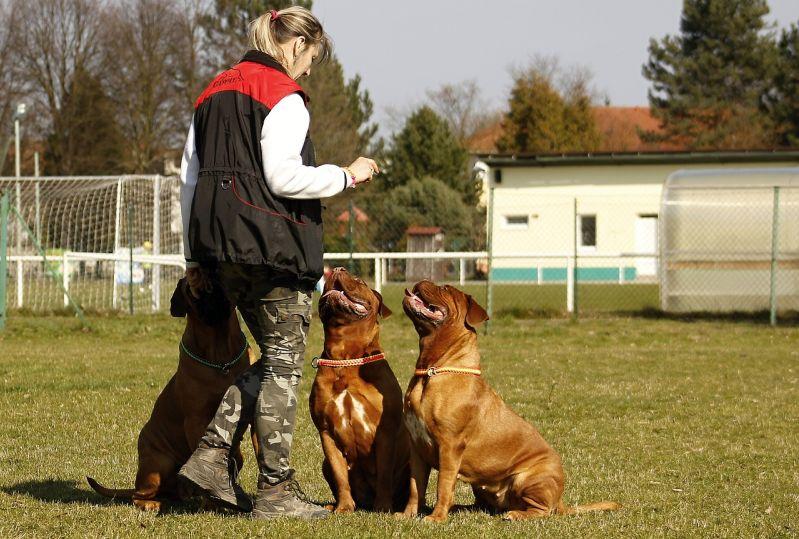 dog training boot camp