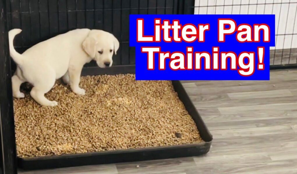 dog litter box training