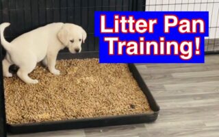 dog litter box training