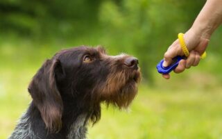 shaping dog training