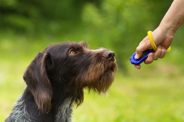 shaping dog training