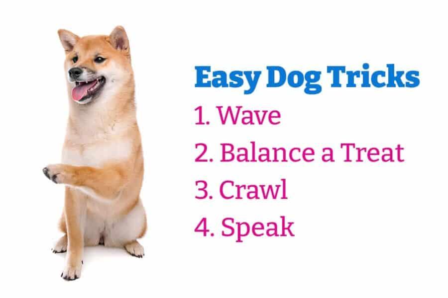 easy dog tricks