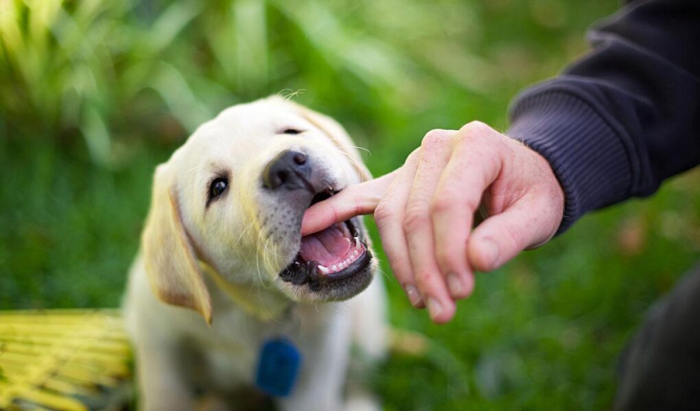 get puppy to stop biting