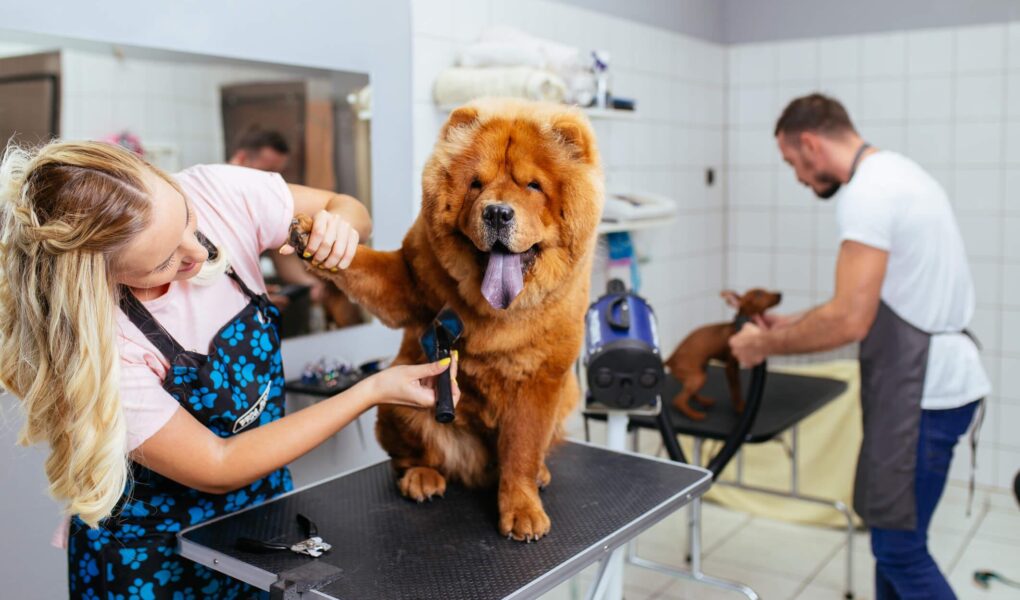 dog grooming courses near me