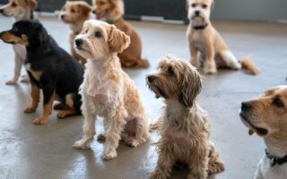 puppy behavior training