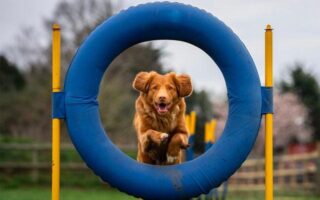 hoopers dog training