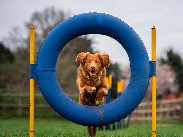 hoopers dog training