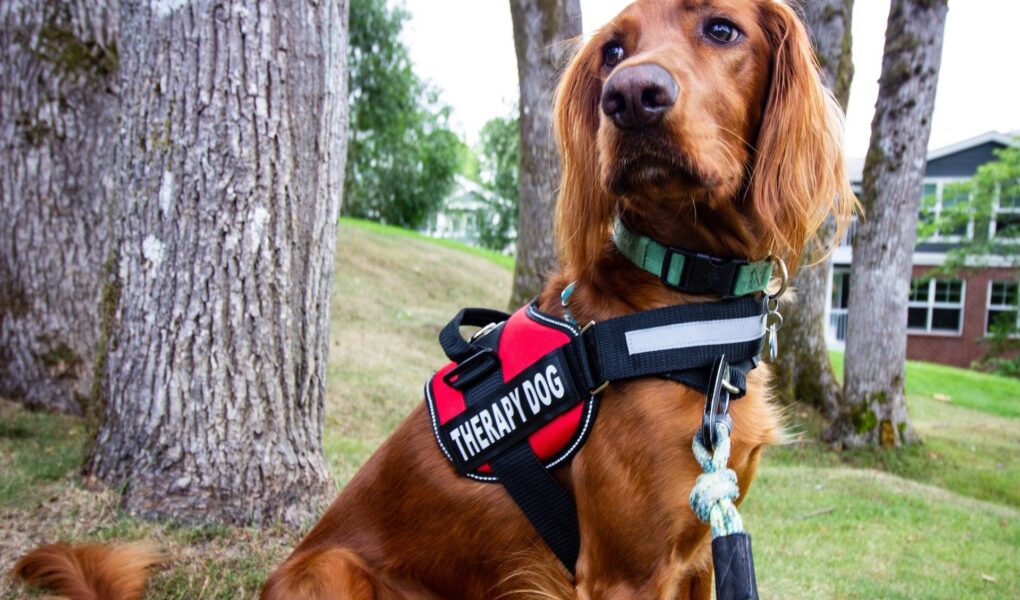 therapy dog training near me