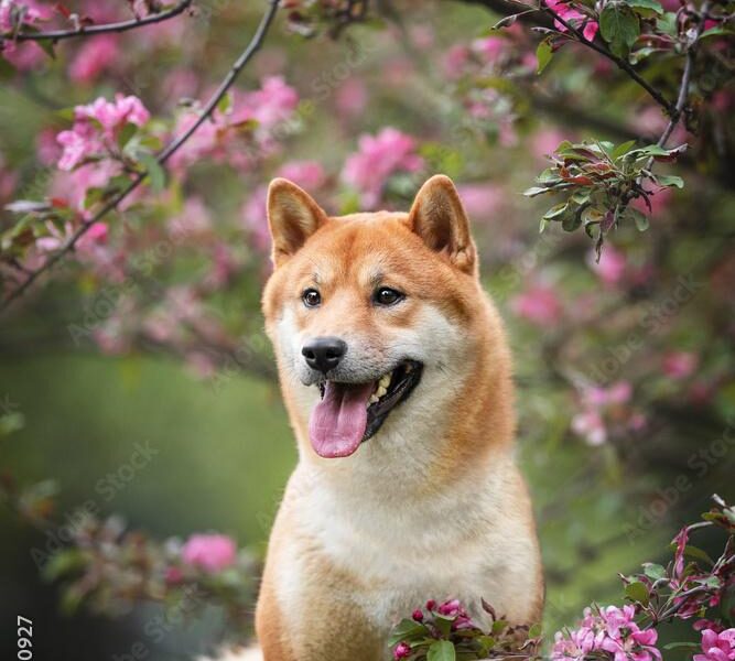 shiba inu training