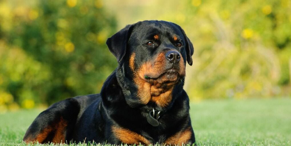 rottweiler training secrets