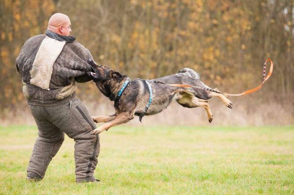 attack dog training