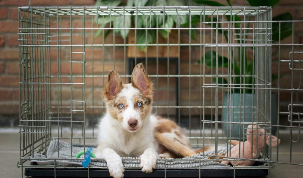 dog crate training