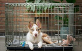 dog crate training