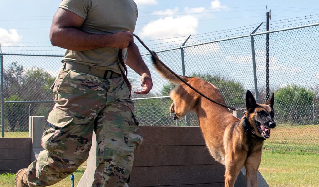 working dog training