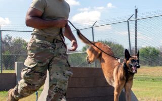 working dog training