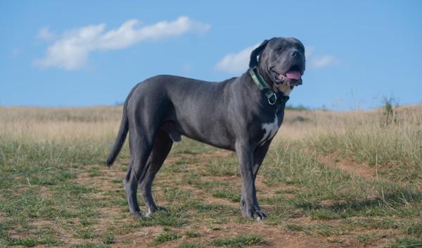 cane corso training