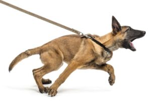 leash reactive dog training