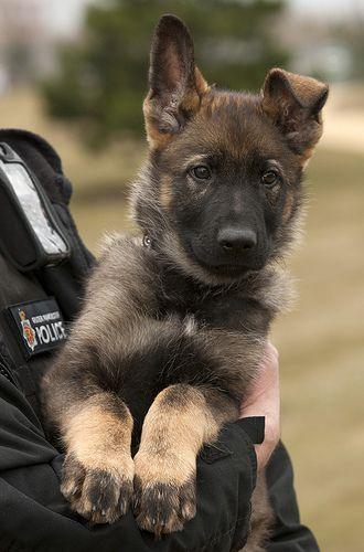 k9 puppy