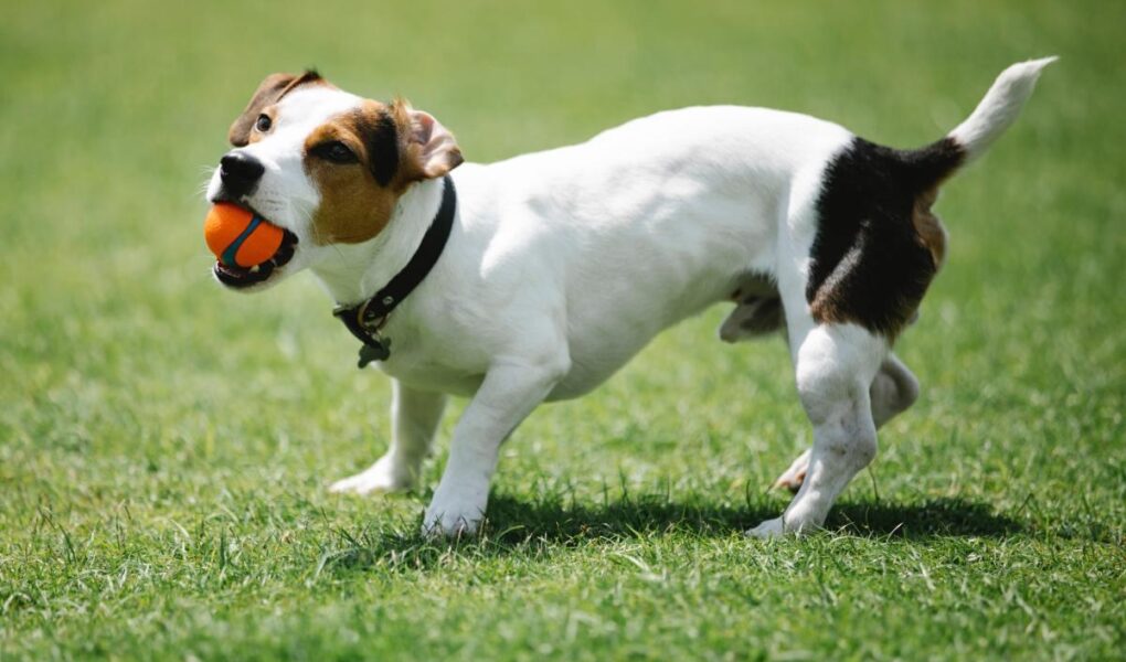 jack russell training