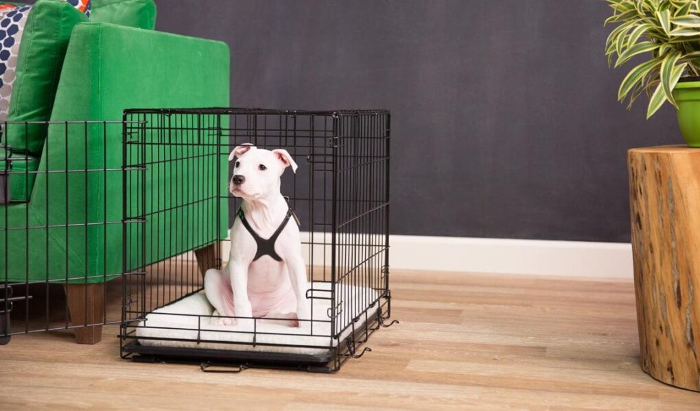 crate training a new puppy